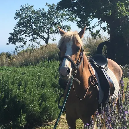 Κατάλυμα σε φάρμα Fattoria Terranova